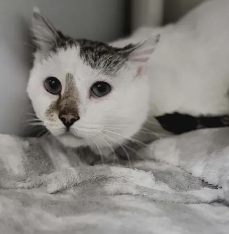 Poppy, a Adoptable Domestic Short Hair in Fruit Heights, UT image 2/5