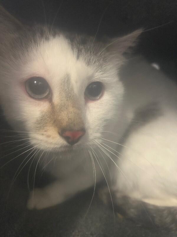 Poppy, a Adoptable Domestic Short Hair in Fruit Heights, UT image 3/5