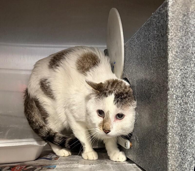 Poppy, a Adoptable Domestic Short Hair in Fruit Heights, UT image 4/5
