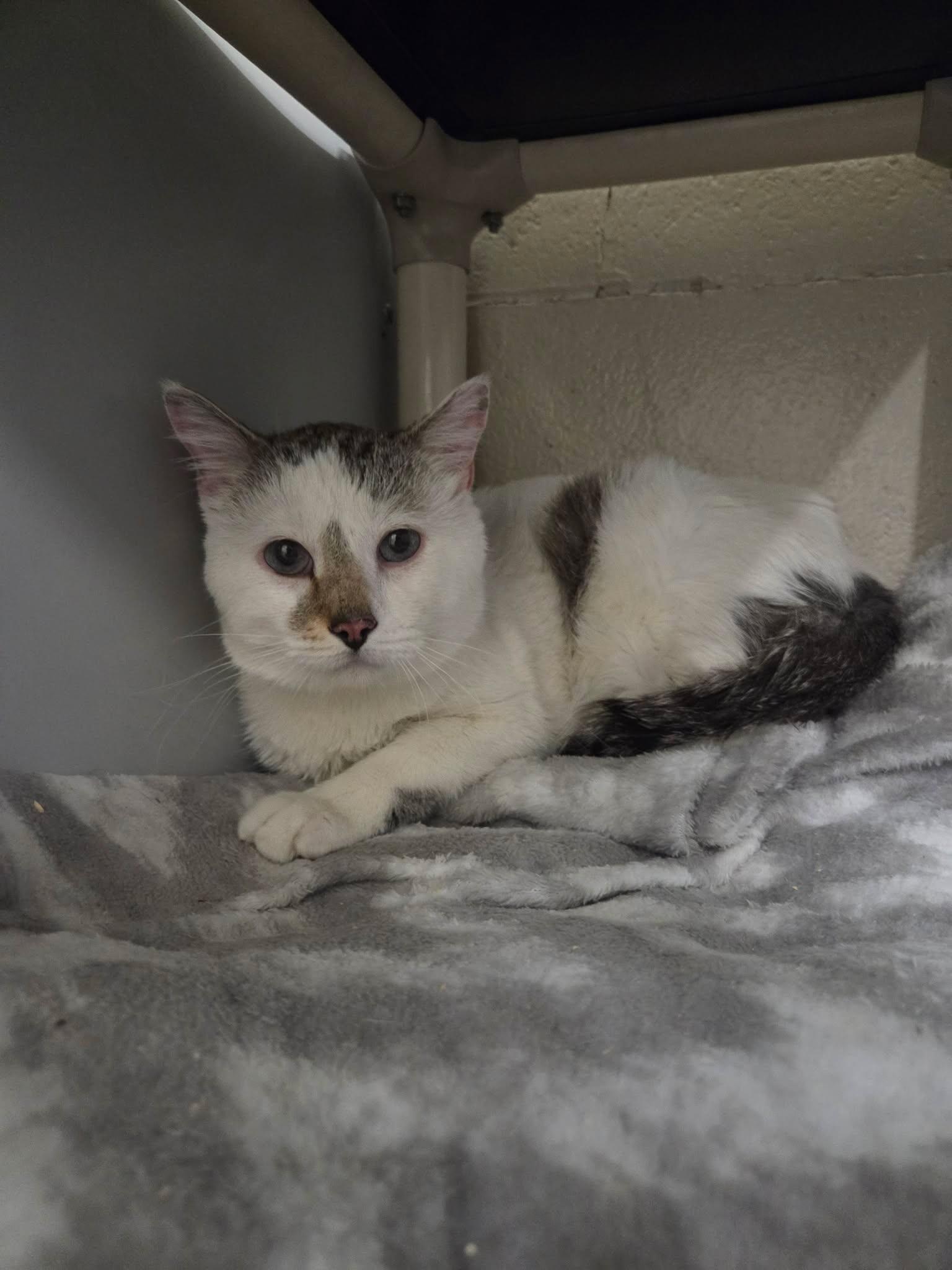 Poppy, a Adoptable Domestic Short Hair in Fruit Heights, UT image 5/5