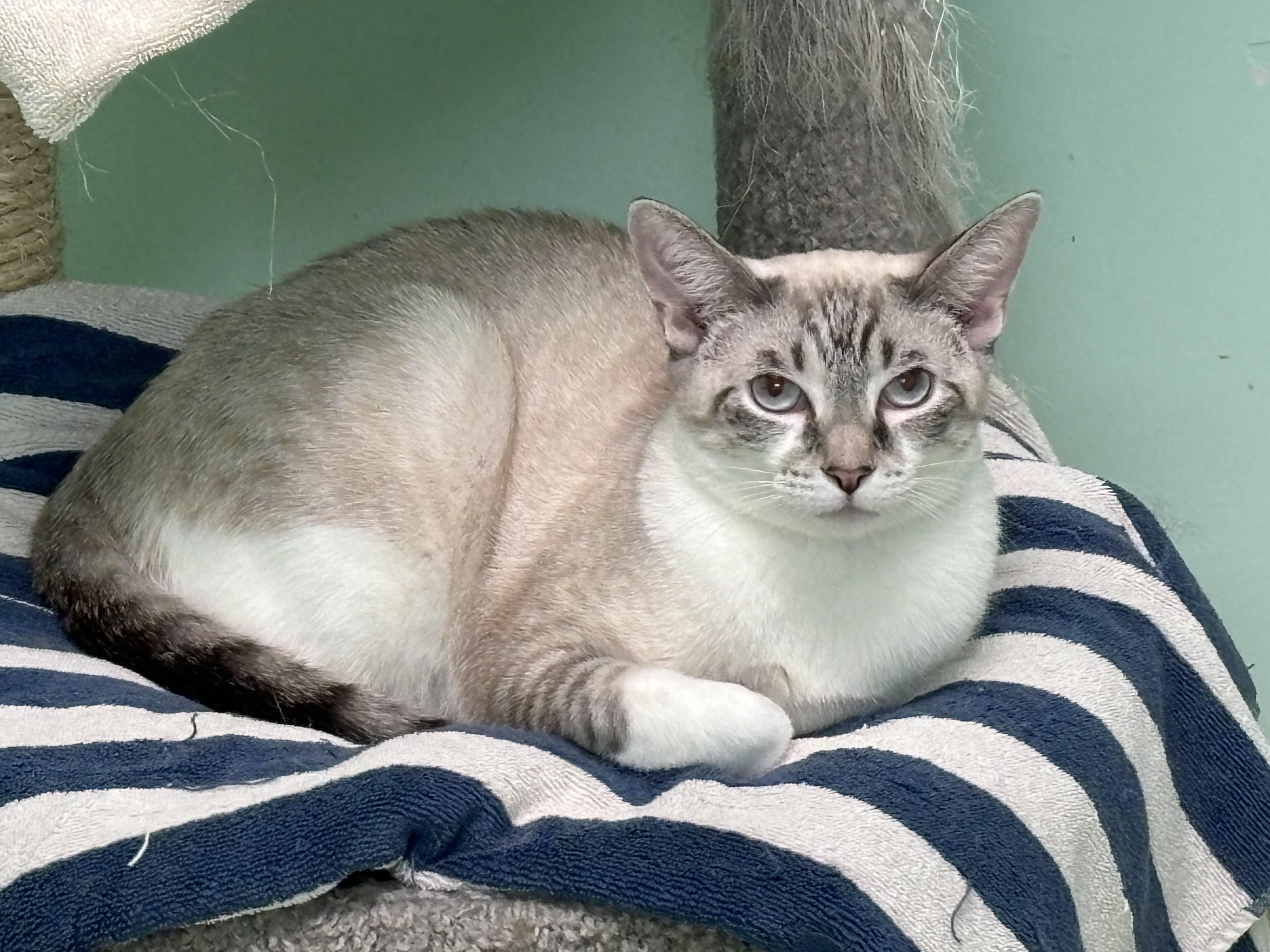 Burma and Nick (bonded pair), Adoptable, Adult Male Domestic Short Hair.