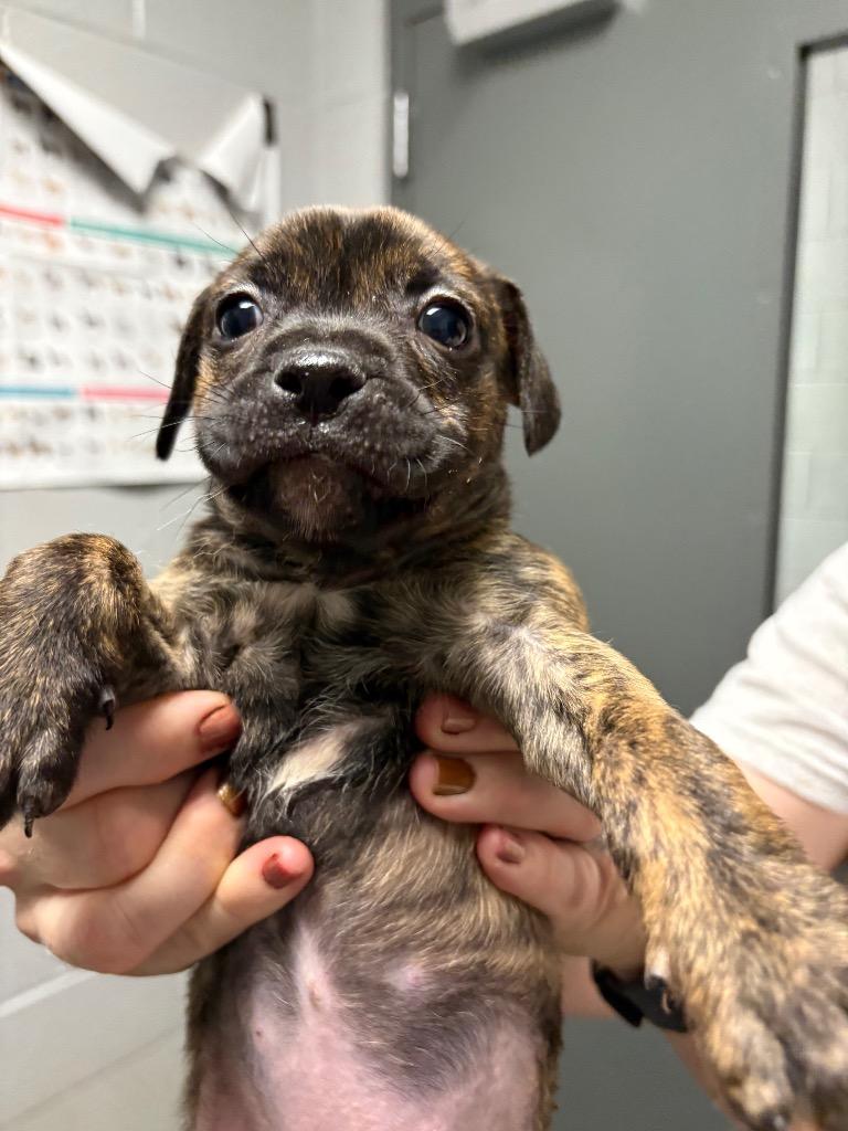 S Pup 7, Adoptable, Puppy Female Pit Bull Terrier & Mixed Breed.