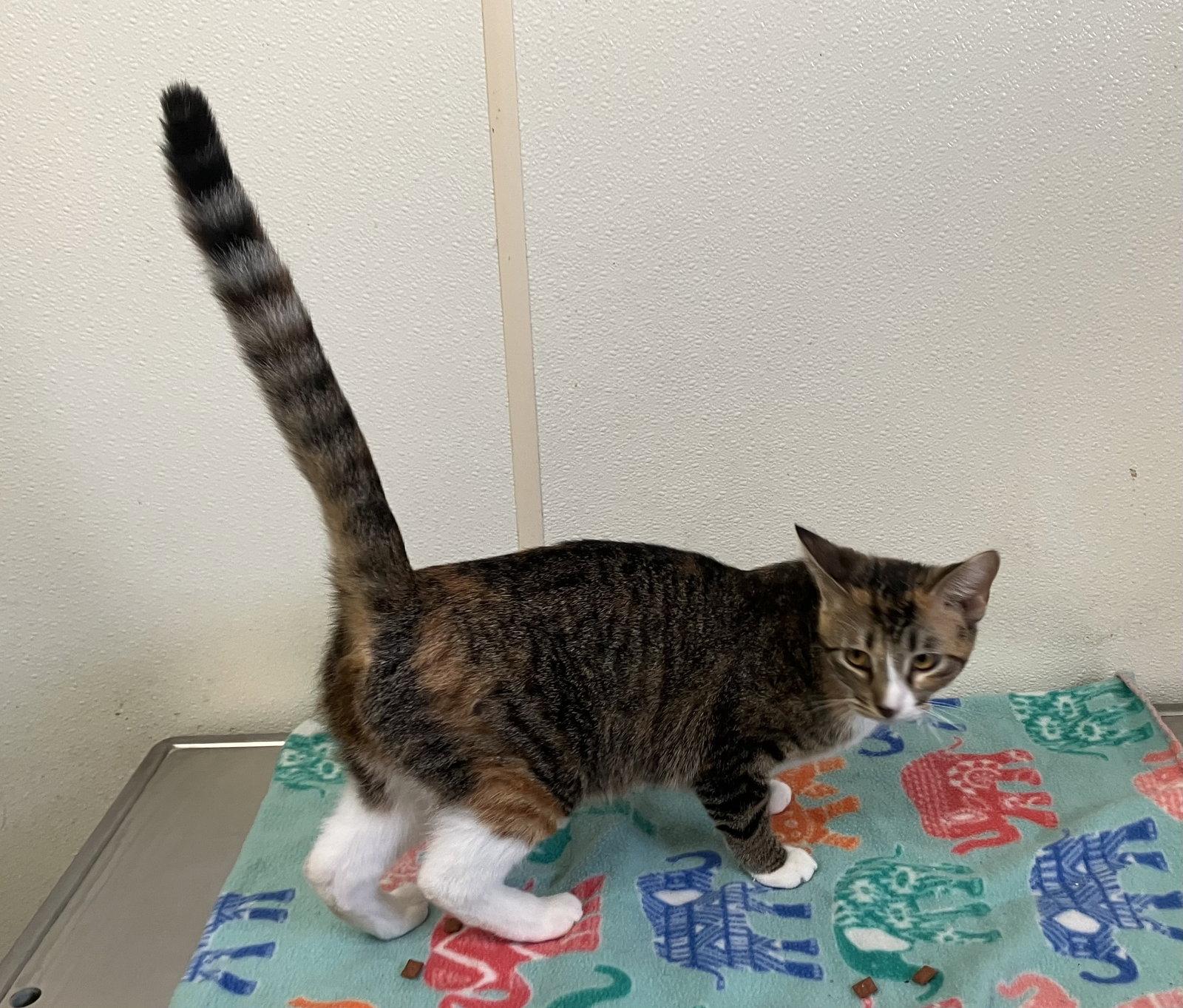 Flower - Calico - Foster Care, Adoptable, Young Female Calico.