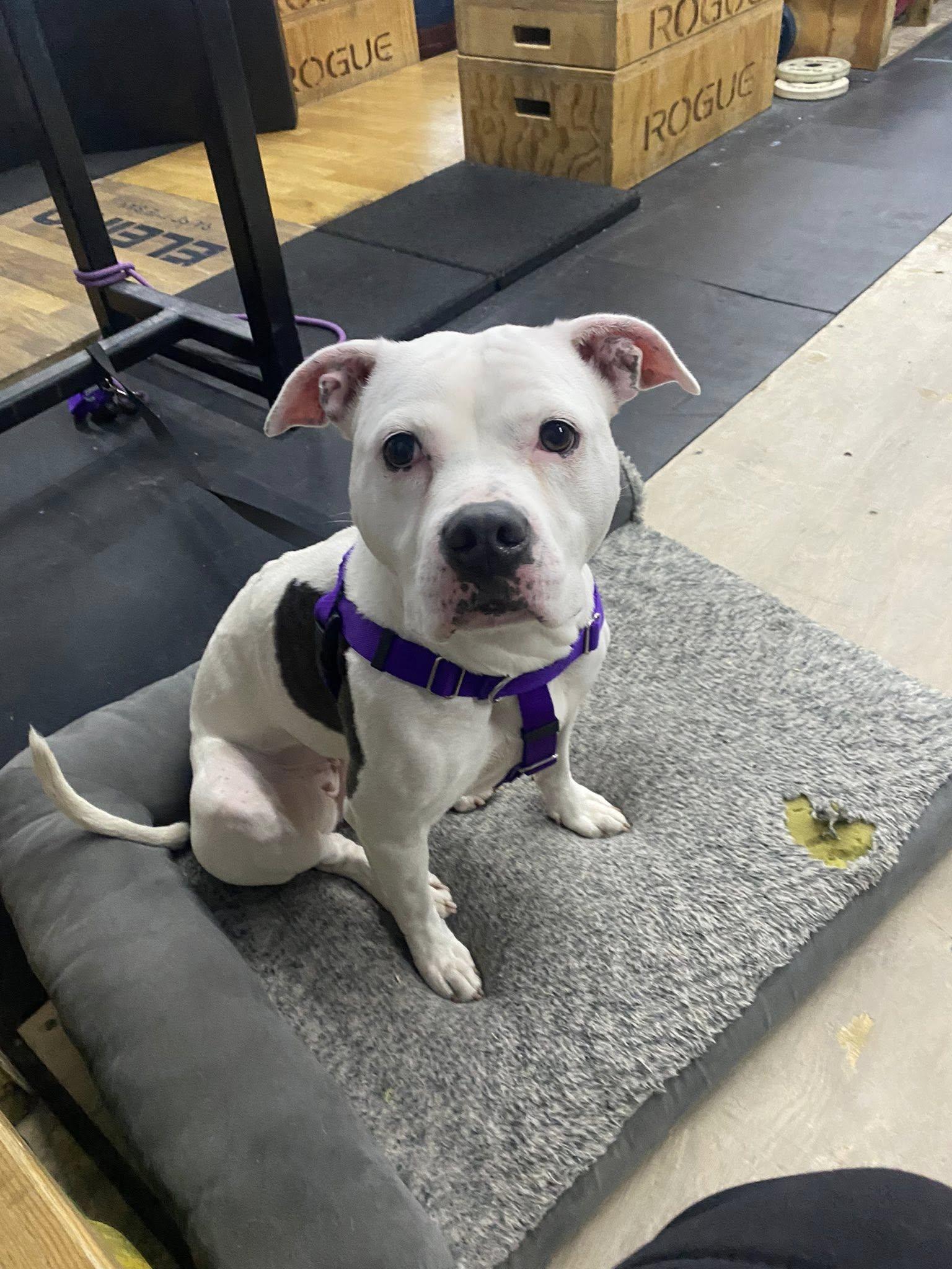 Cortina, Adoptable, Adult Female Pit Bull Terrier.