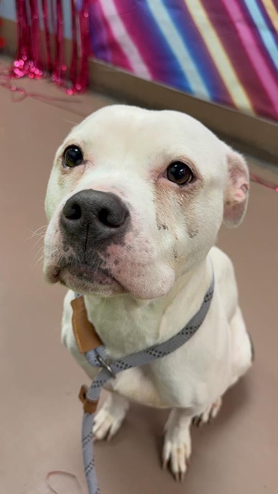 Enlarge Cortina, a Adoptable Pit Bull Terrier in Crete, IL image 1/3