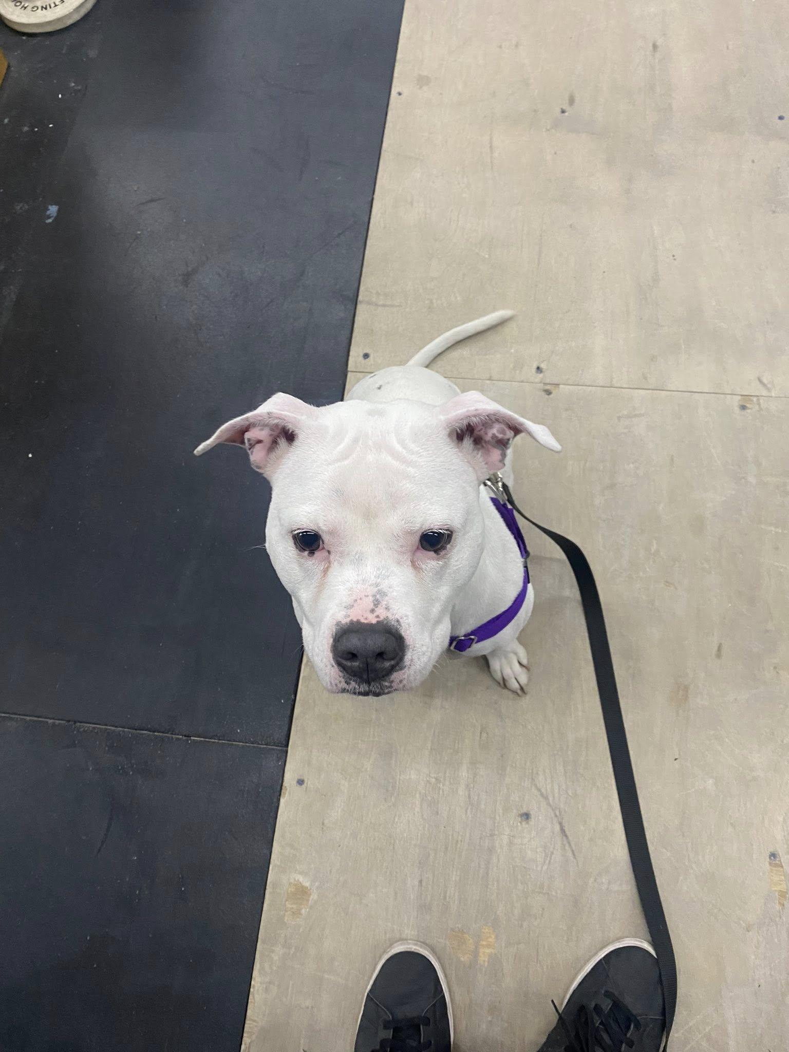 Enlarge Cortina, a Adoptable Pit Bull Terrier in Crete, IL image 2/3