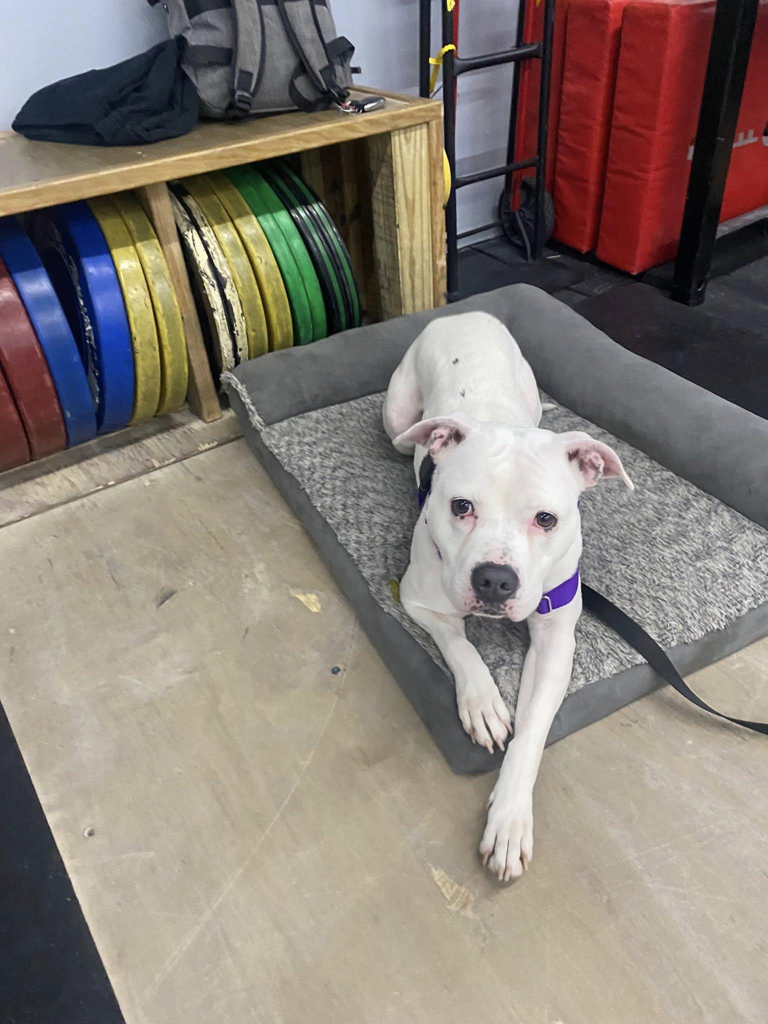 Enlarge Cortina, a Adoptable Pit Bull Terrier in Crete, IL image 3/3