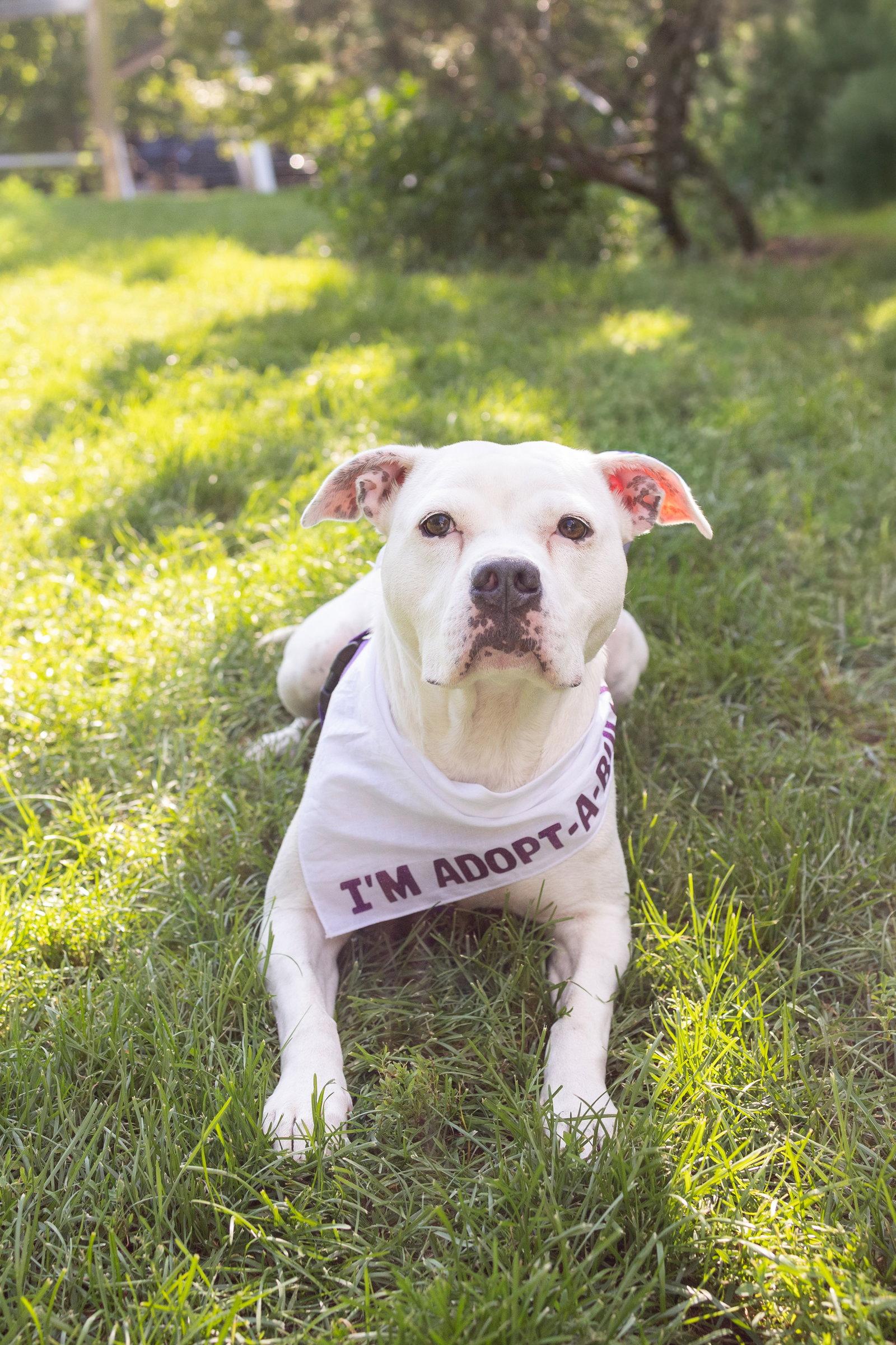 Cortina, Adoptable, Adult Female Pit Bull Terrier.