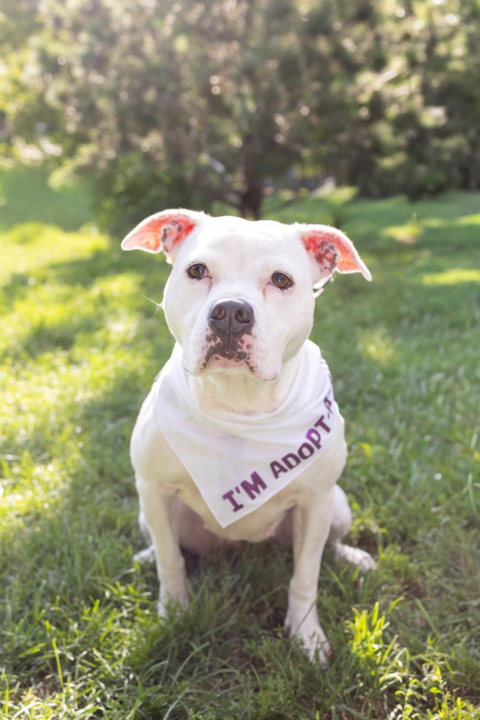 Cortina, a Adoptable Pit Bull Terrier in Crete, IL image 2/3