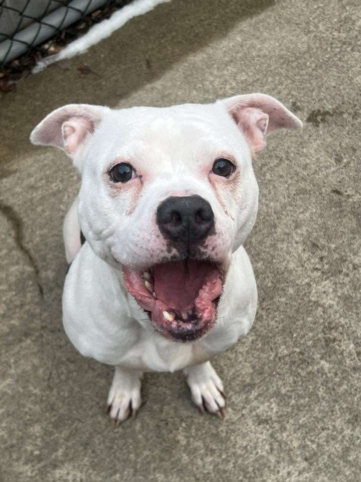 Enlarge Cortina, a Adoptable Pit Bull Terrier in Crete, IL image 2/3