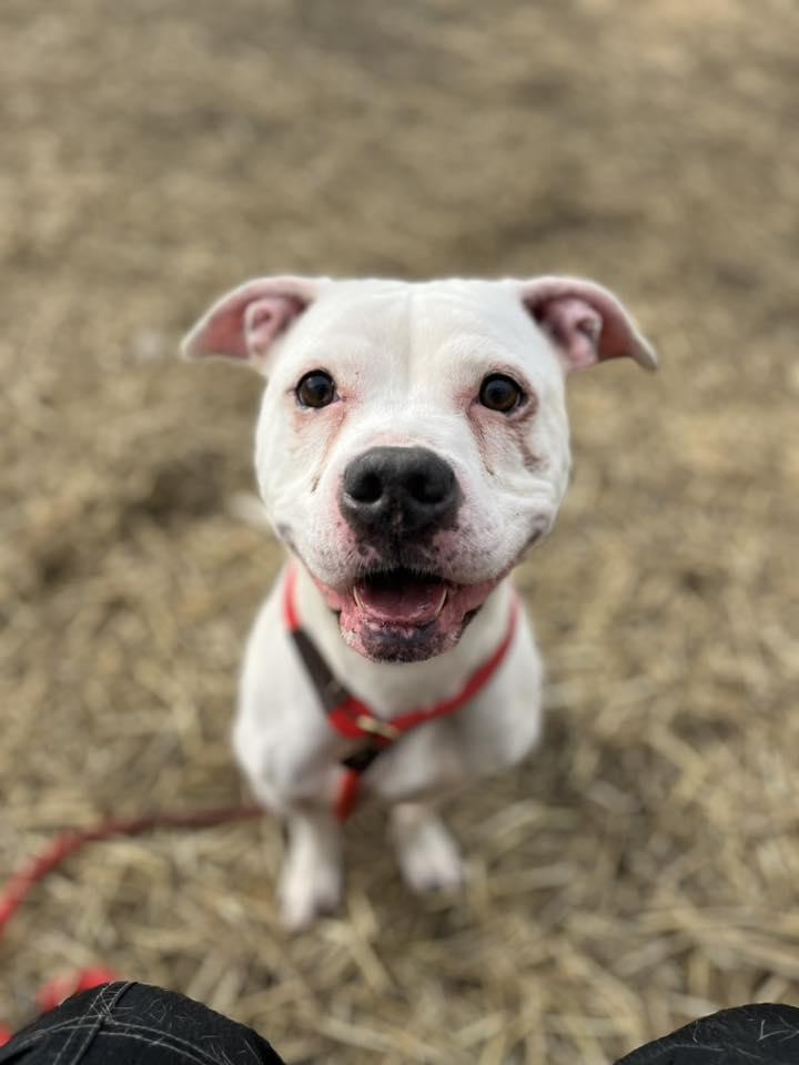 Enlarge Cortina, a Adoptable Pit Bull Terrier in Crete, IL image 3/3