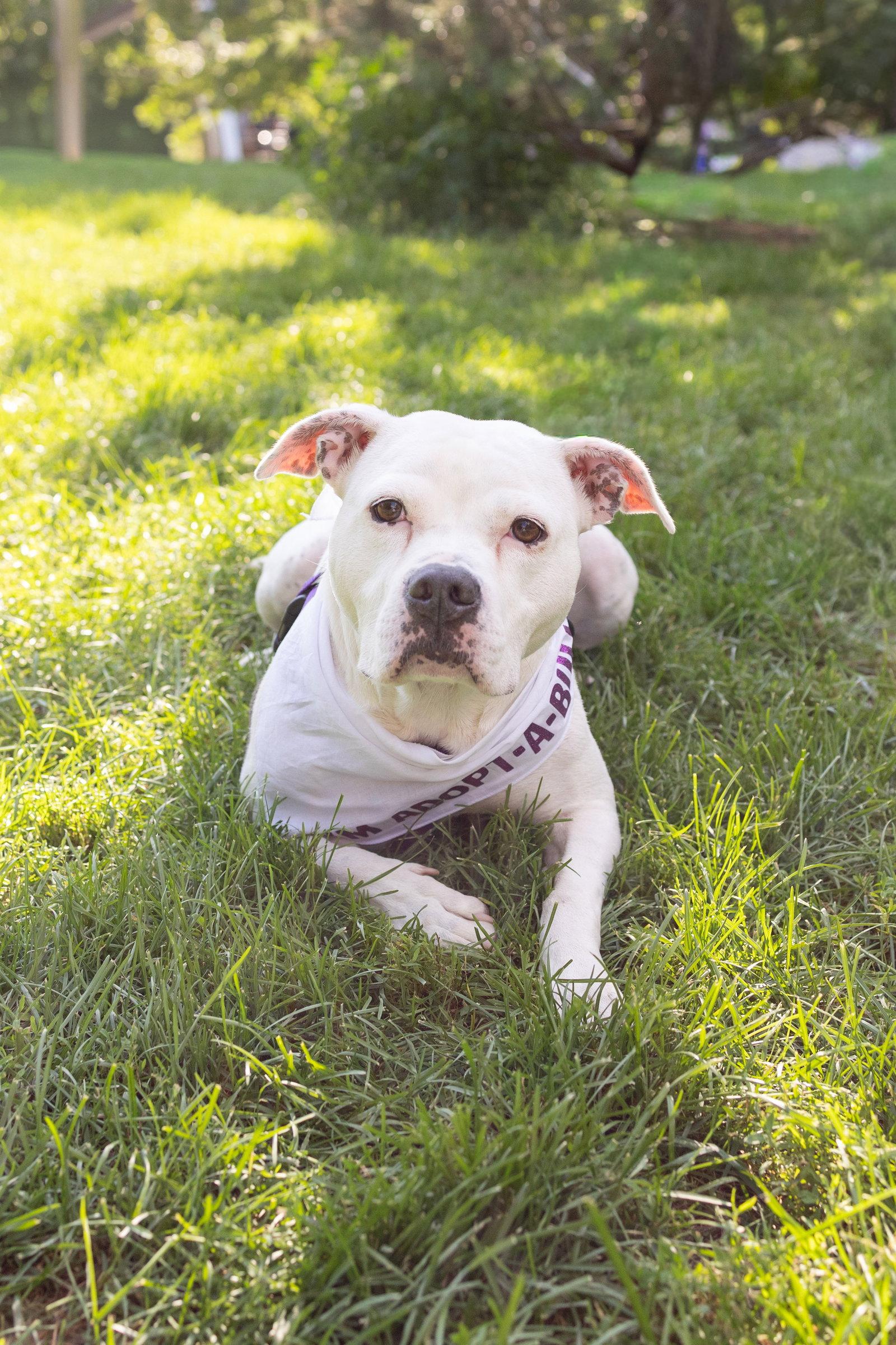 Cortina, a Adoptable Pit Bull Terrier in Crete, IL image 3/3