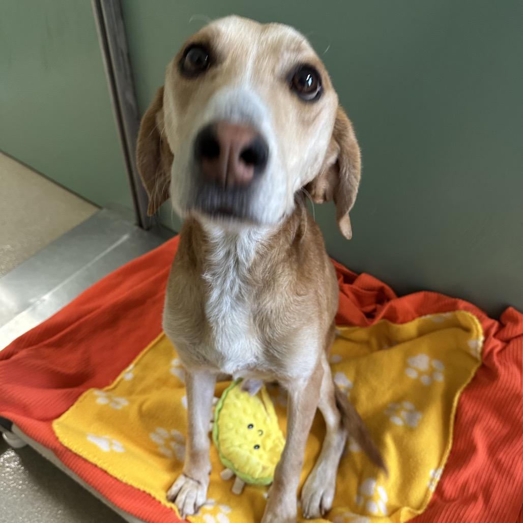 Captain America — thumbnail 3