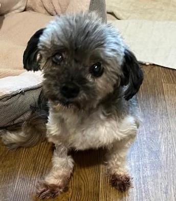 Linc, a Adoptable mixed breed in Woodstock, GA image 2/5