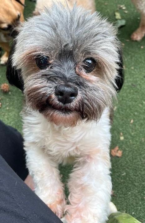 Linc, Adoptable, Senior Male Maltese.