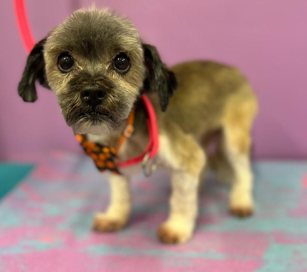 Linc, a Adoptable mixed breed in Woodstock, GA image 4/5