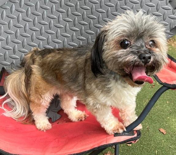 Linc, a Adoptable mixed breed in Woodstock, GA image 5/5