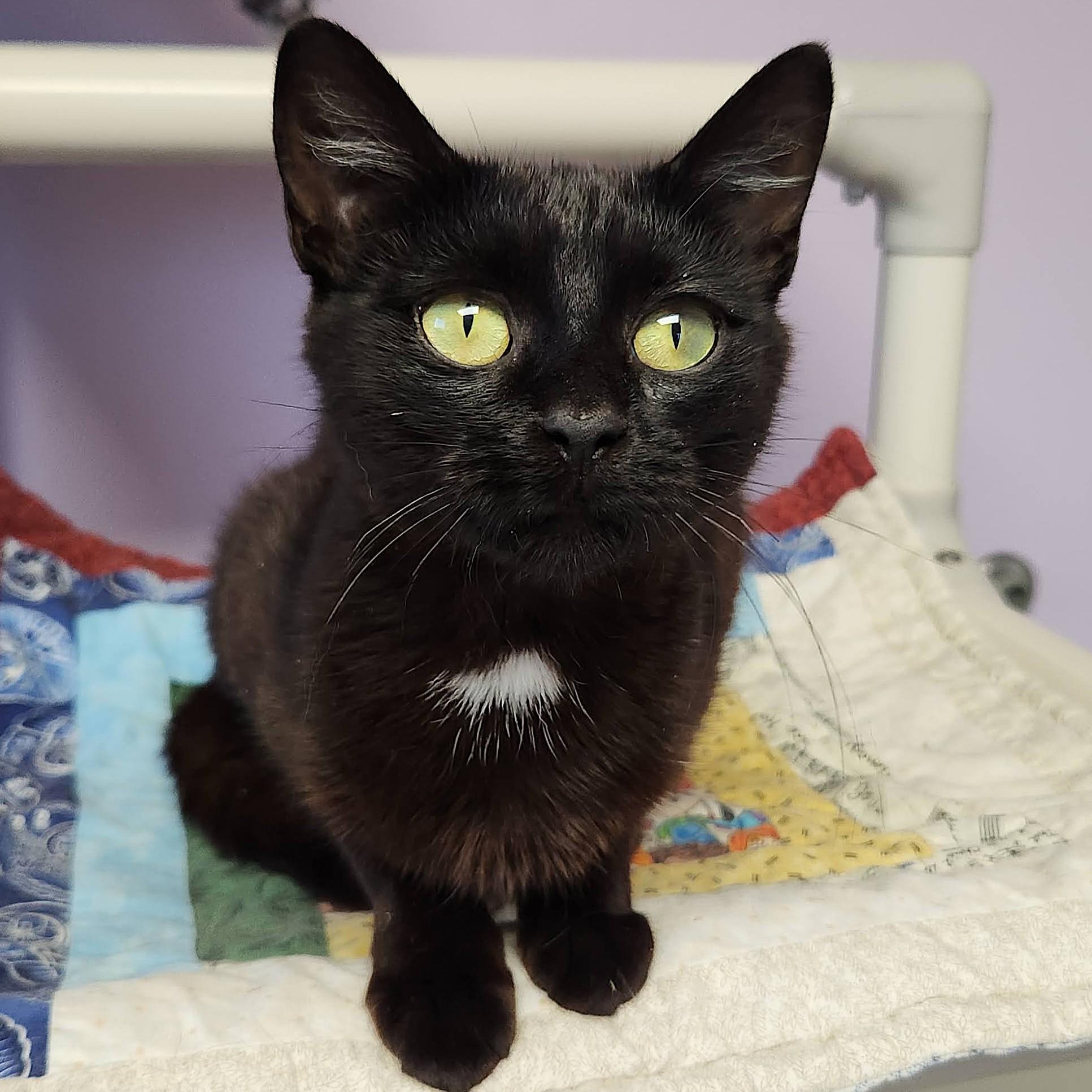 Enlarge Starfish, a Adopted Domestic Short Hair in Marshfield, WI image 3/5