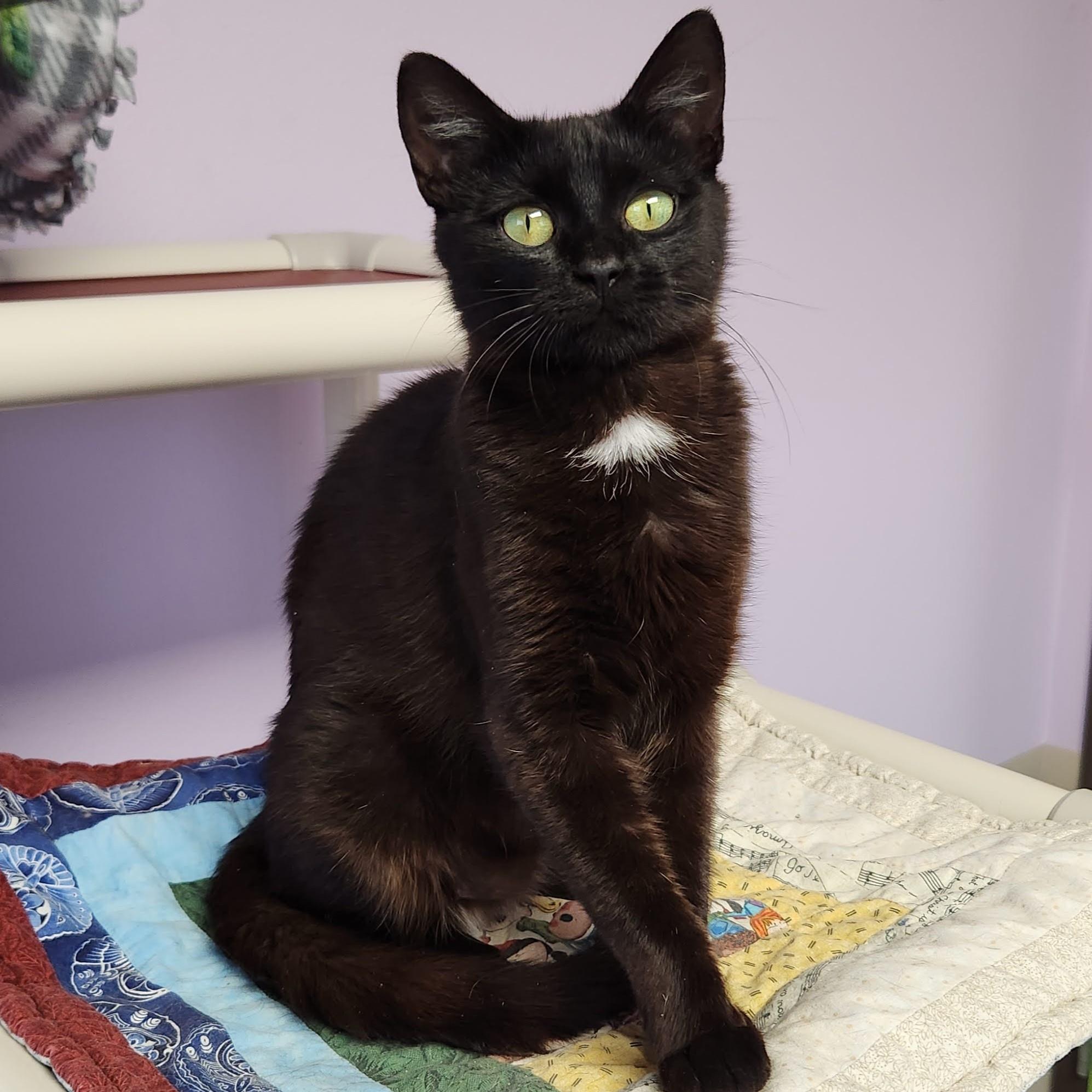 Enlarge Starfish, a Adopted Domestic Short Hair in Marshfield, WI image 4/5