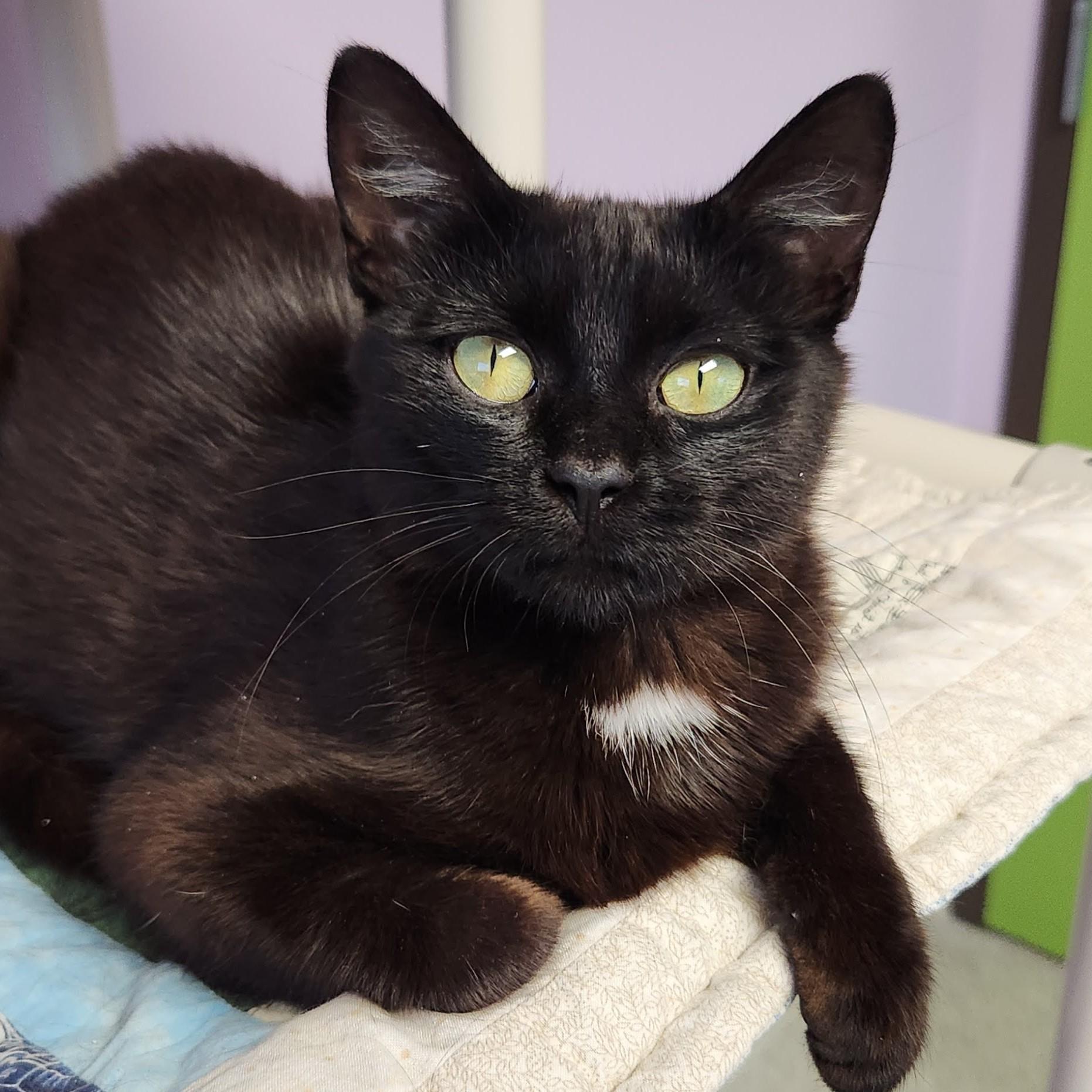 Starfish, Adopted, Young Female Domestic Short Hair.