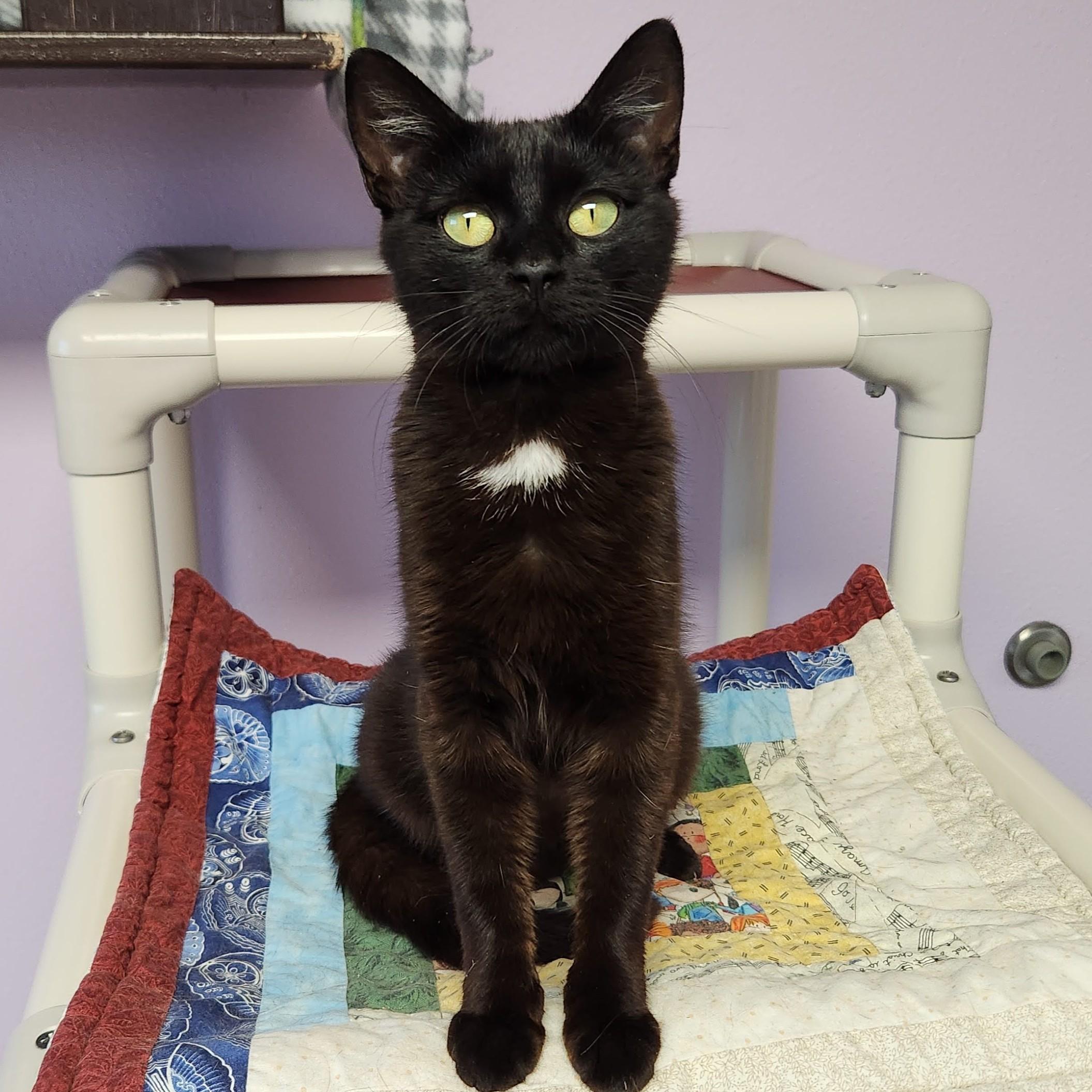 Enlarge Starfish, a Adopted Domestic Short Hair in Marshfield, WI image 2/5