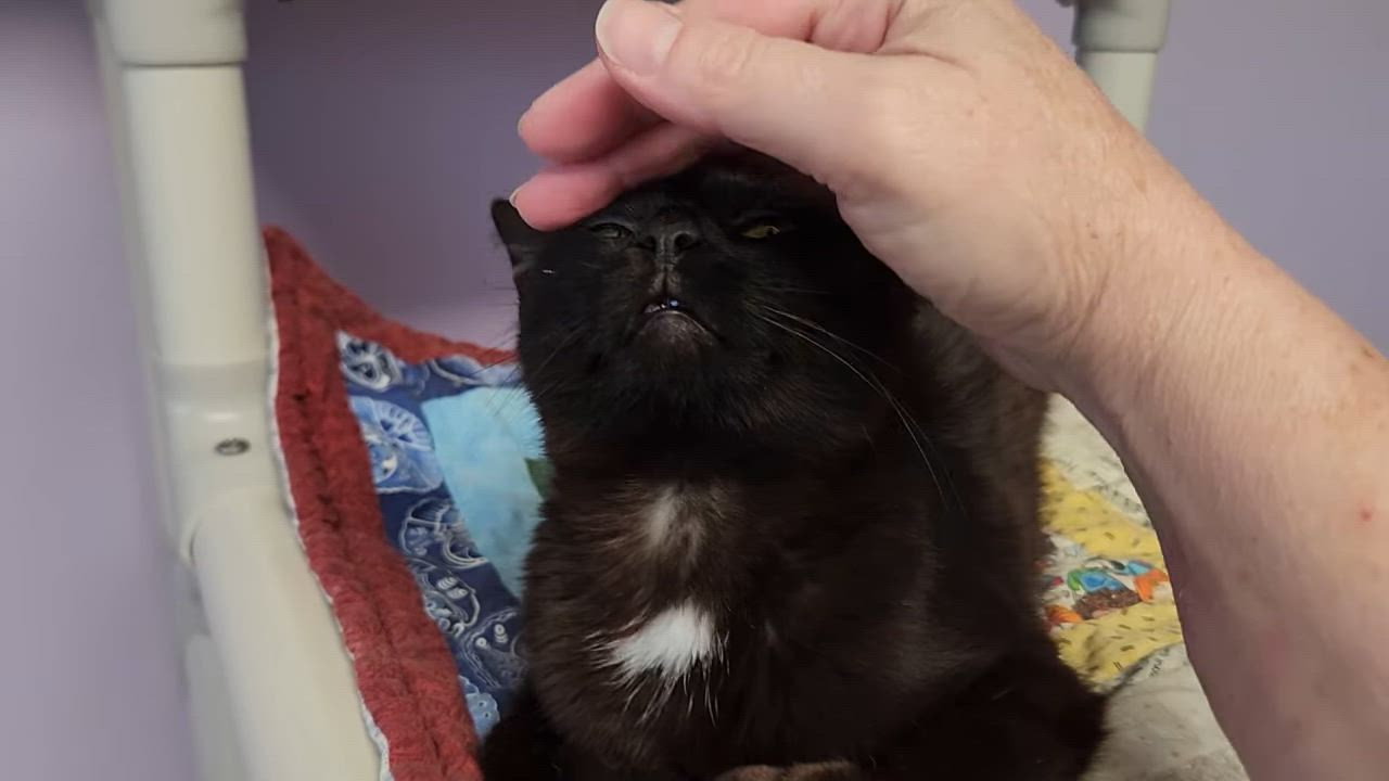Enlarge Starfish, a Adopted Domestic Short Hair in Marshfield, WI video 5/5