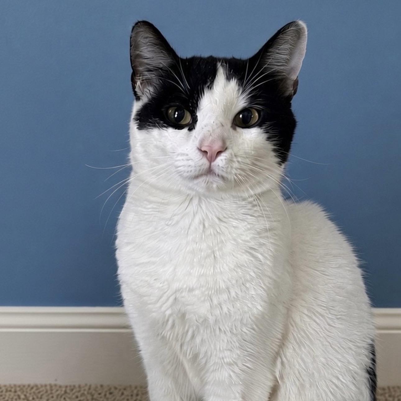 Shade, Adoptable, Adult Male Domestic Short Hair.