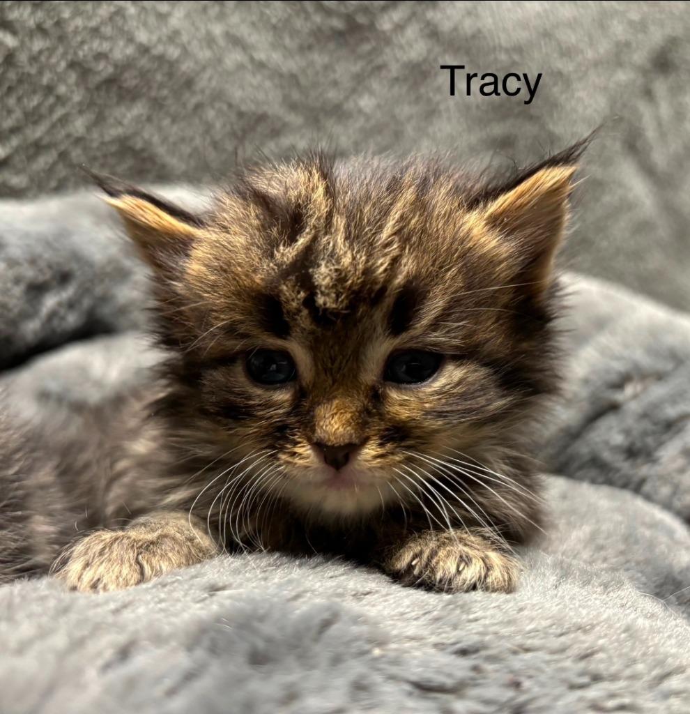 Enlarge Tracy, a Adoptable mixed breed in Wabash, IN image 1/1