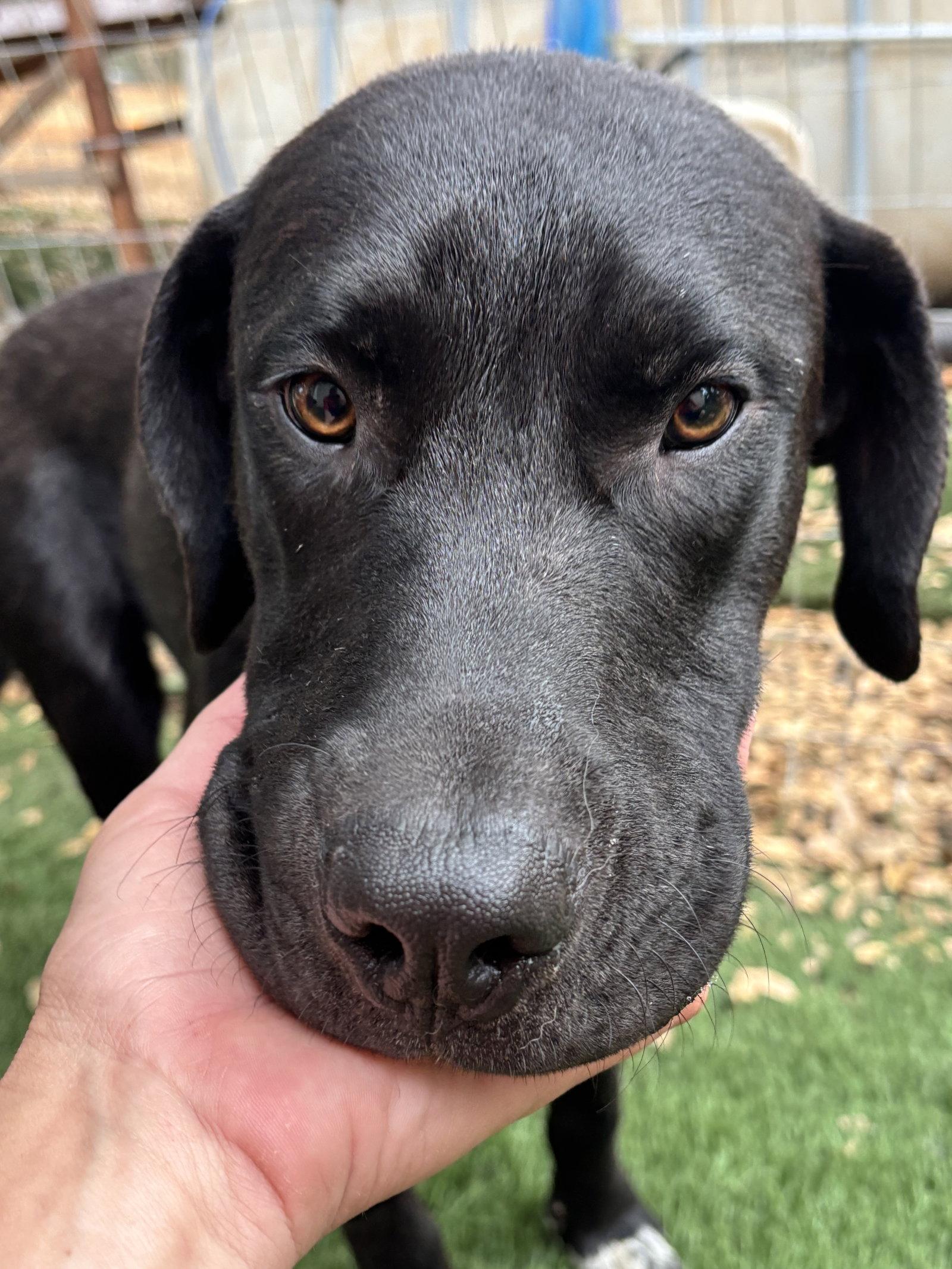 URGENT - Hank, a Adoptable mixed breed in Milpitas, CA image 1/3