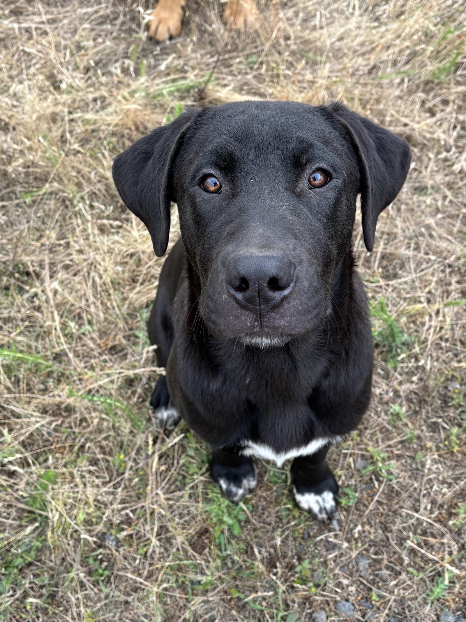 Enlarge Hank, a Adoptable mixed breed in Milpitas, CA image 2/3