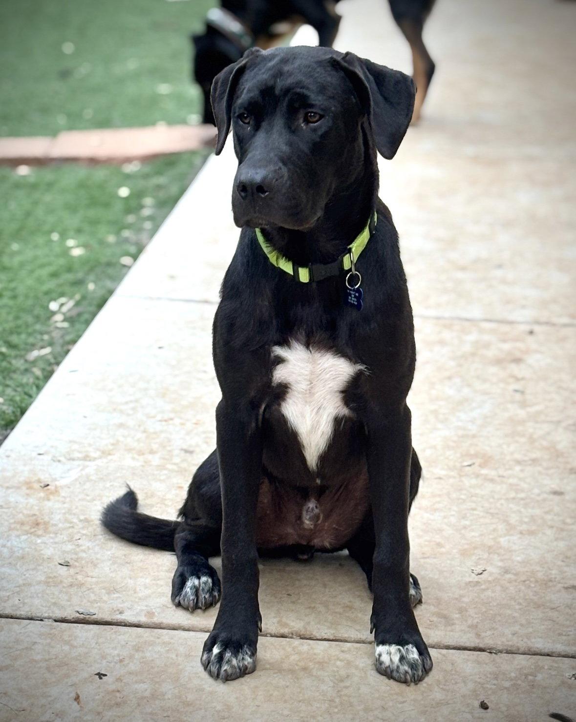 URGENT - Hank, a Adoptable mixed breed in Milpitas, CA image 3/3