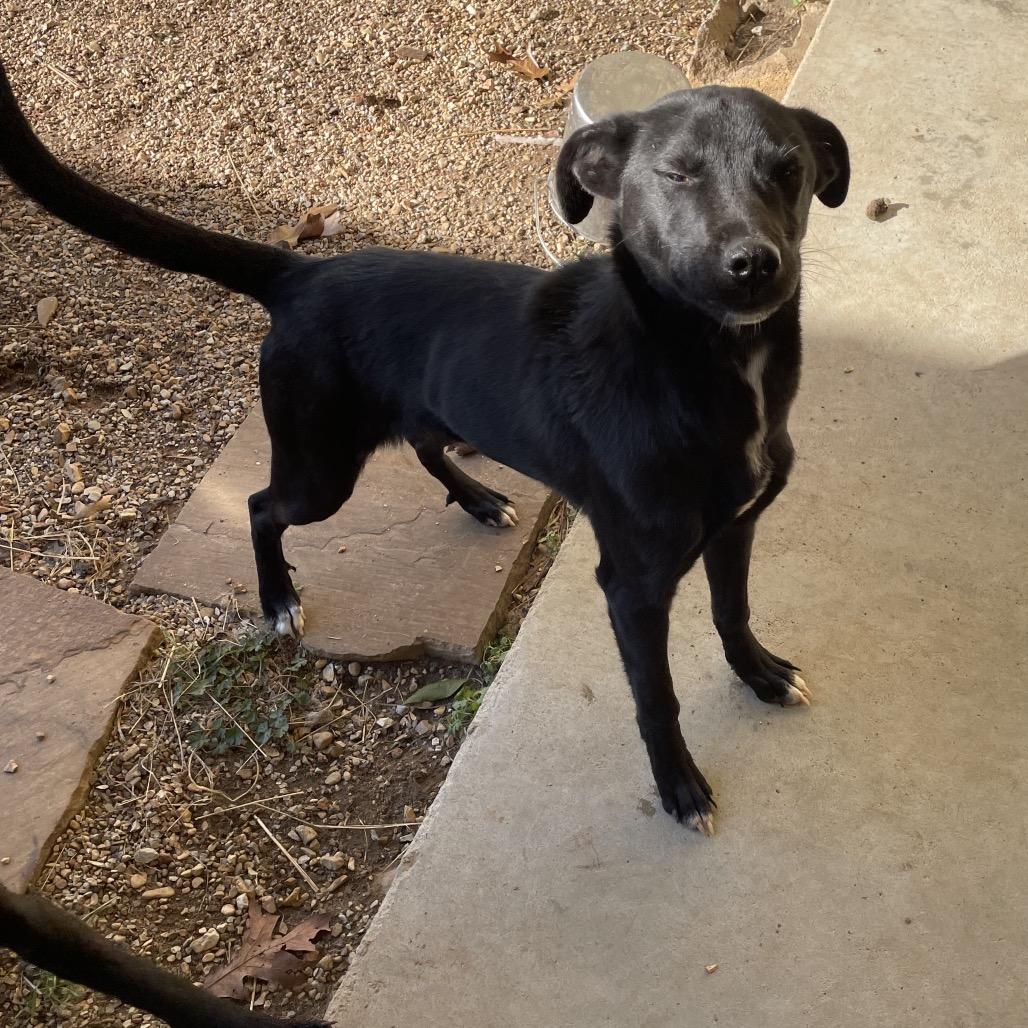 Ammon, Adoptable, Young Male Mixed Breed.