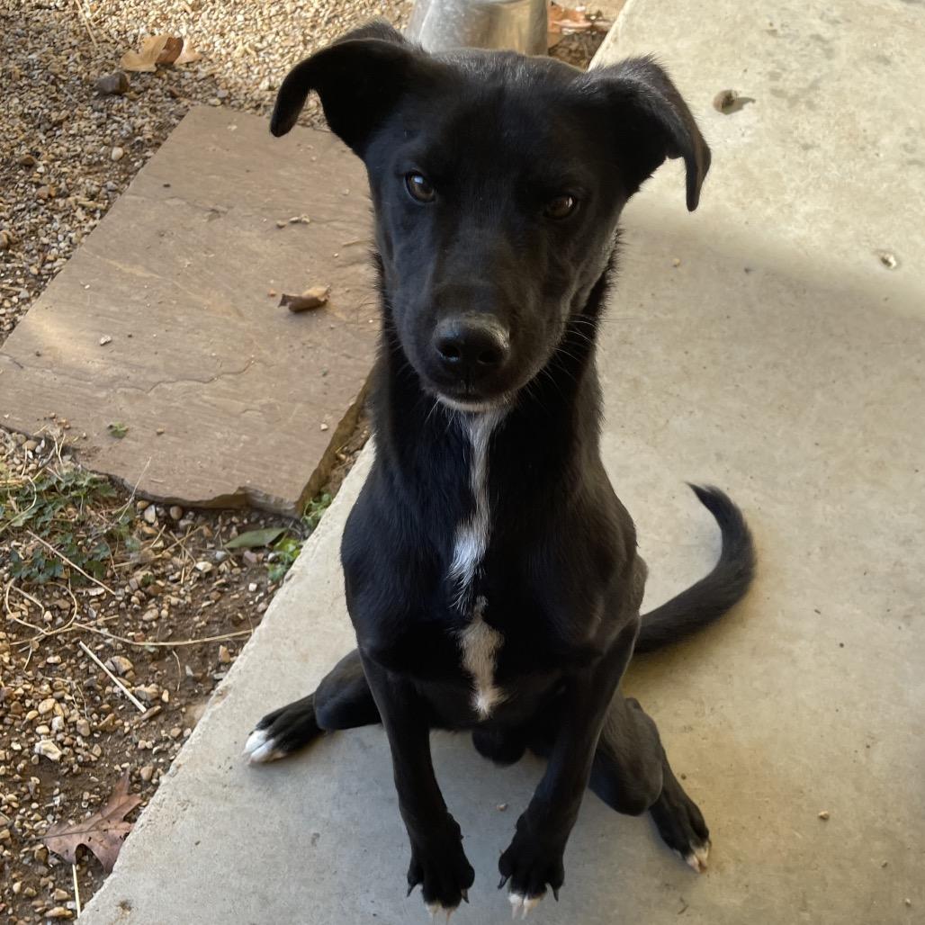 Enlarge Ammon, a Adoptable Mixed Breed in Stilwell, OK image 2/2