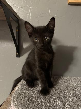 Enlarge Bowtie, a Adoptable Domestic Short Hair in Edmond, OK image 2/2
