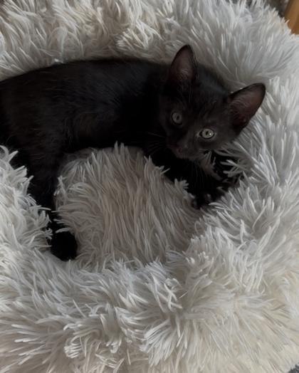 Enlarge Bowtie, a Adoptable Domestic Short Hair in Edmond, OK image 1/2