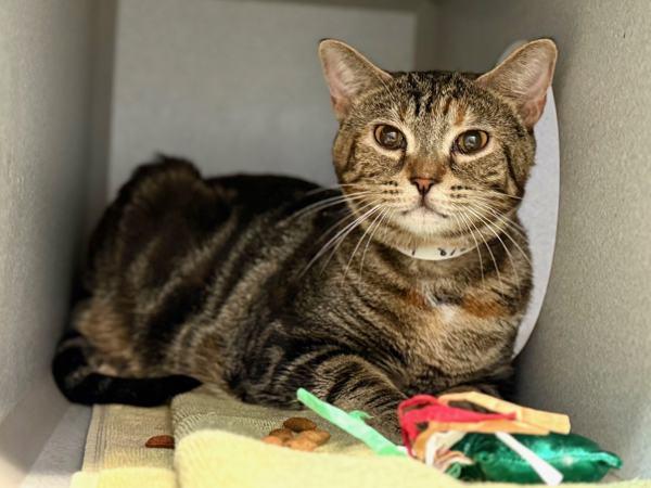 Enlarge Elektra, a Adoptable mixed breed in New York, NY image 1/6