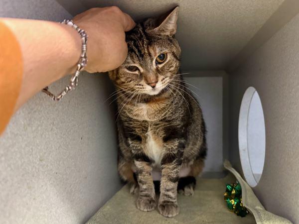 Enlarge Elektra, a Adoptable mixed breed in New York, NY image 2/6