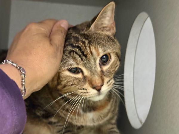 Elektra — thumbnail 3