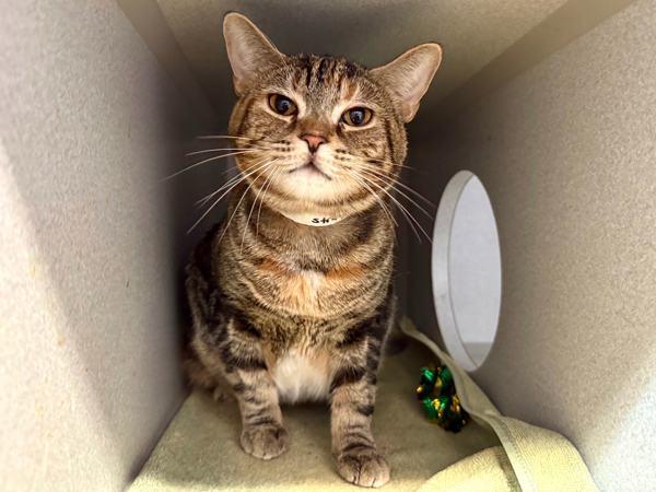 Enlarge Elektra, a Adoptable mixed breed in New York, NY image 5/6