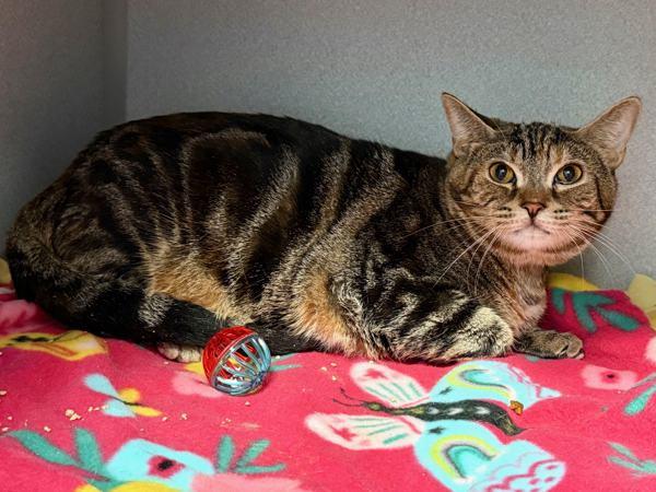 Enlarge Elektra, a Adoptable mixed breed in New York, NY image 6/6