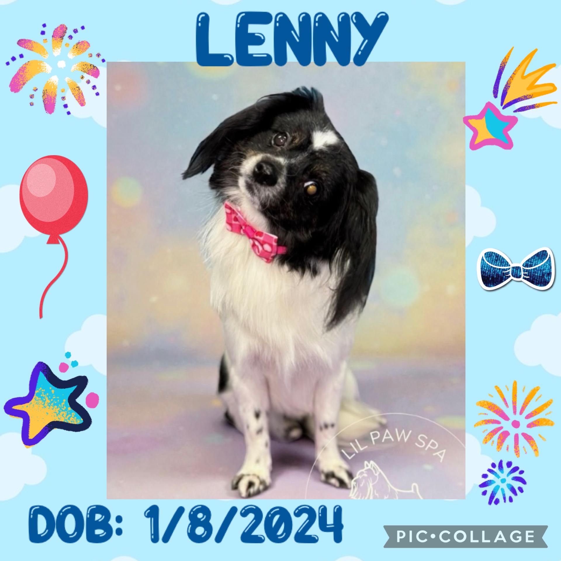 Lenny, ADOPTABLE, Young Male Papillon.