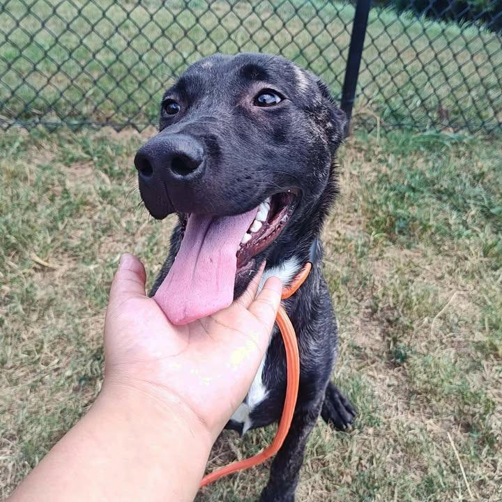 Sarabi, Adoptable, Puppy Female Pit Bull Terrier & Shepherd.