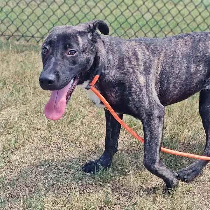 Sarabi, a Adoptable mixed breed in Springdale, AR image 2/6