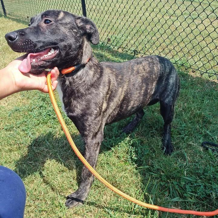 Sarabi, a Adoptable mixed breed in Springdale, AR image 4/6