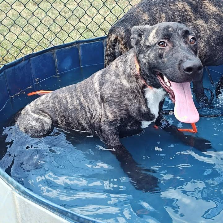 Sarabi, a Adoptable mixed breed in Springdale, AR image 5/6