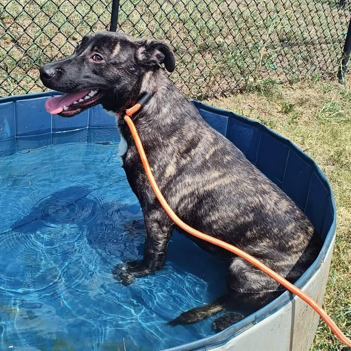 Sarabi, a Adoptable mixed breed in Springdale, AR image 6/6