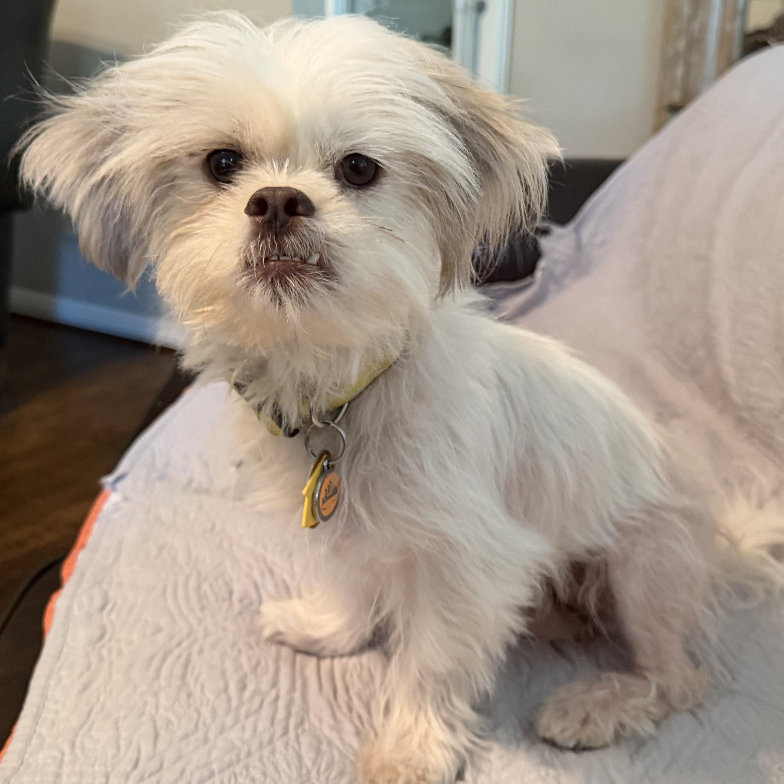 Enlarge Treasure Trooper, a Adopted Shih Tzu in Plano, TX image 2/3