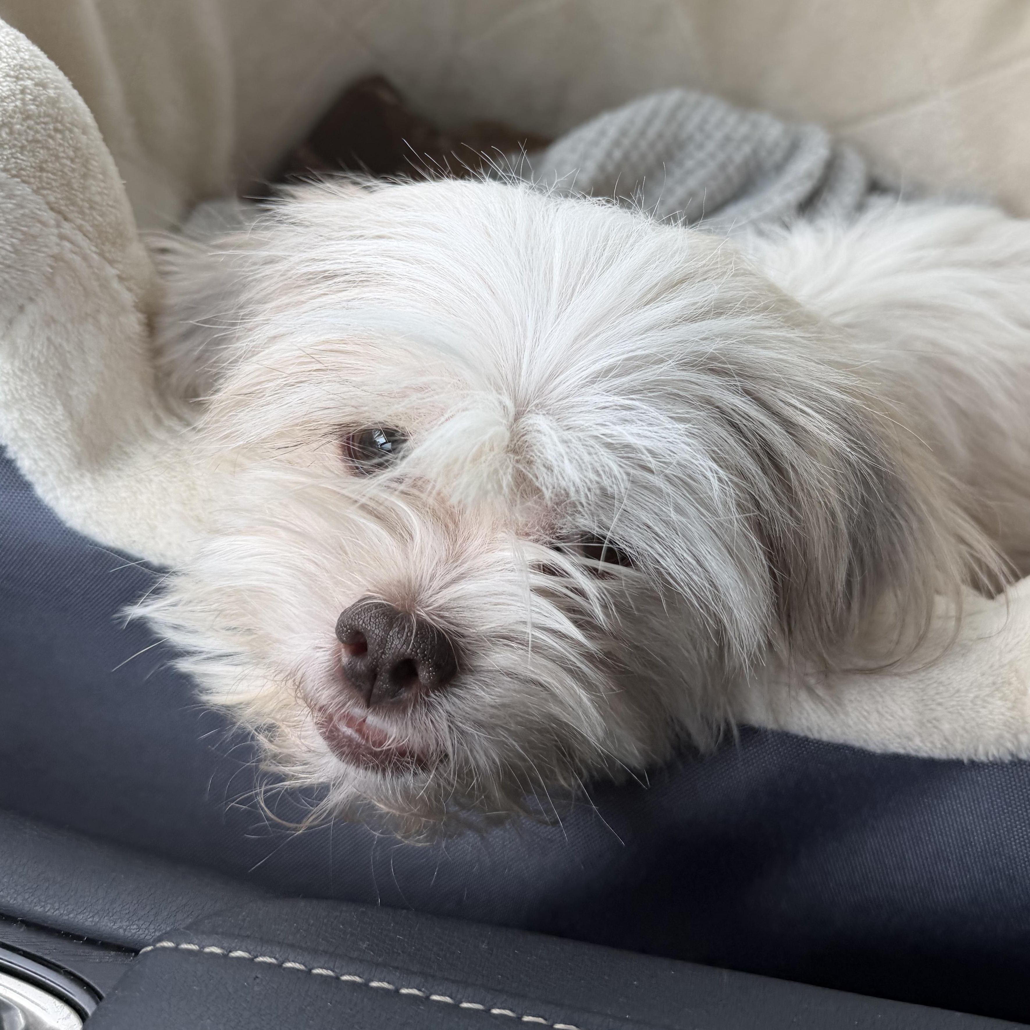 Enlarge Treasure Trooper, a Adopted Shih Tzu in Plano, TX image 3/3