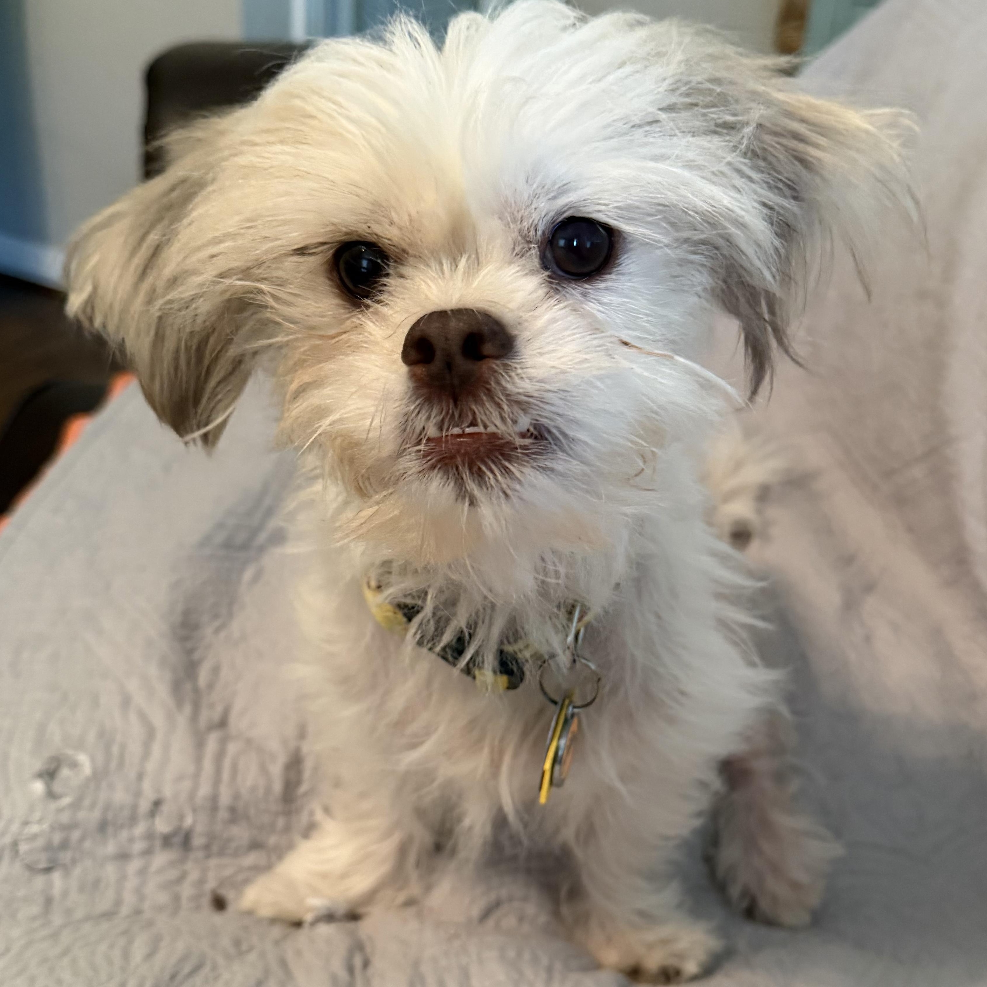 Treasure Trooper, Adopted, Puppy Female Shih Tzu.