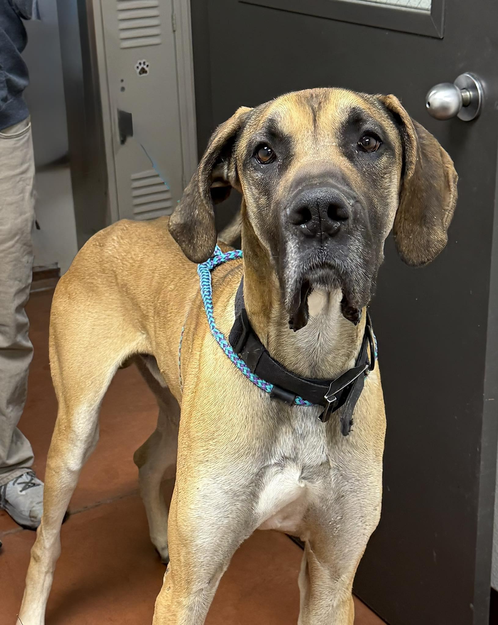 Enlarge Doug, a ADOPTABLE Great Dane in Albuquerque, NM image 1/1